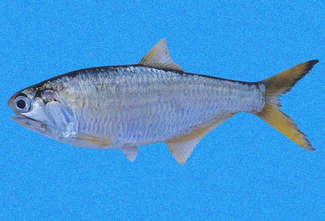 (Anchovia) Род АНЧОВИИ 3 вида